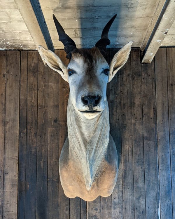 Cape Elk