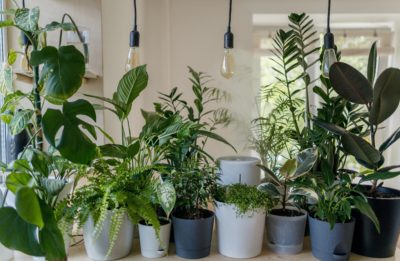 plantes intérieur